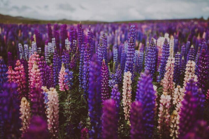 Purple Blossoms Wall Canvas